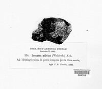 Image of Rinodina milvina